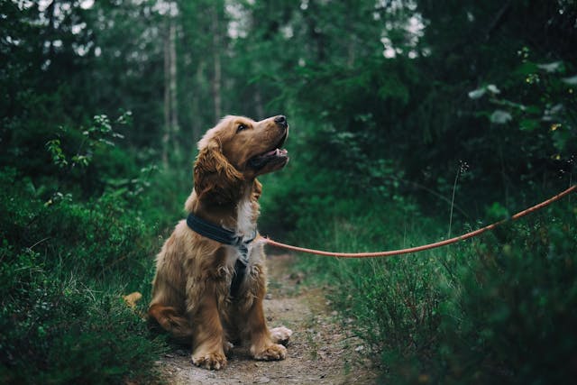 a dog-friendly villa in France with a private pool and enclosed garden