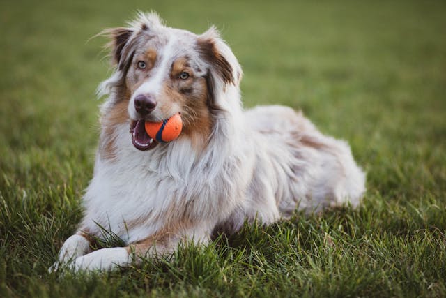 canine-centric holiday living in dog-friendly villas